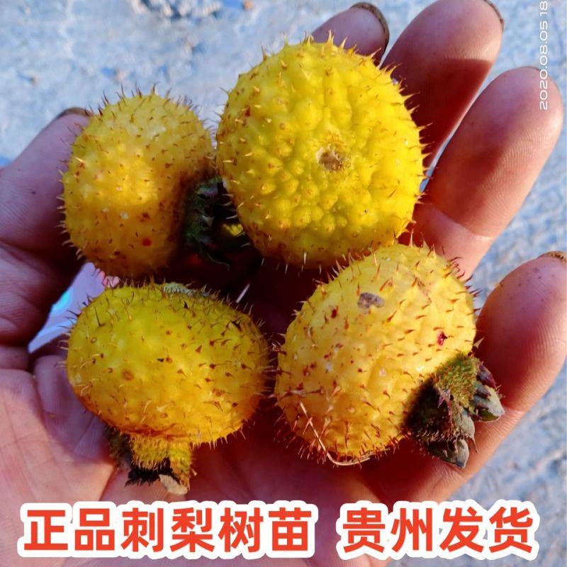 What kind of fruit tree does guizhou grow