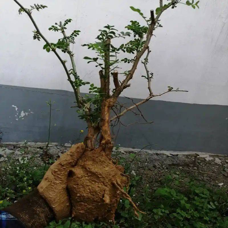 What kind of fruit tree does guizhou grow