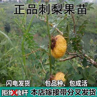 What kind of fruit tree does guizhou grow