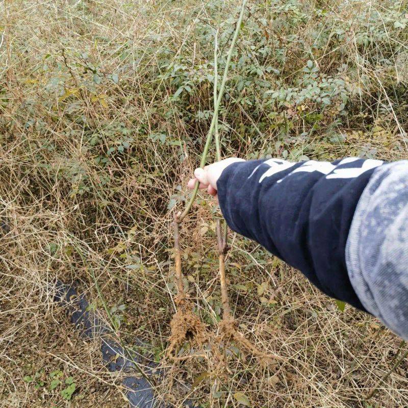 What kind of fruit tree does guizhou grow