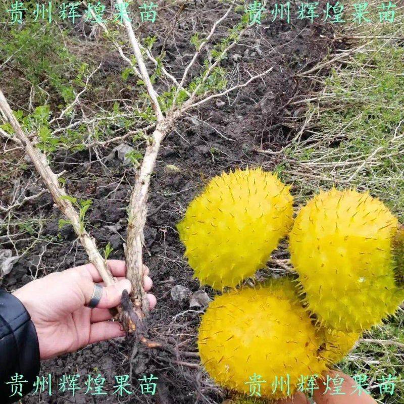 What kind of fruit tree does guizhou grow