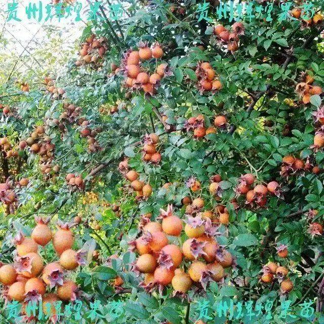 What kind of fruit tree does guizhou grow