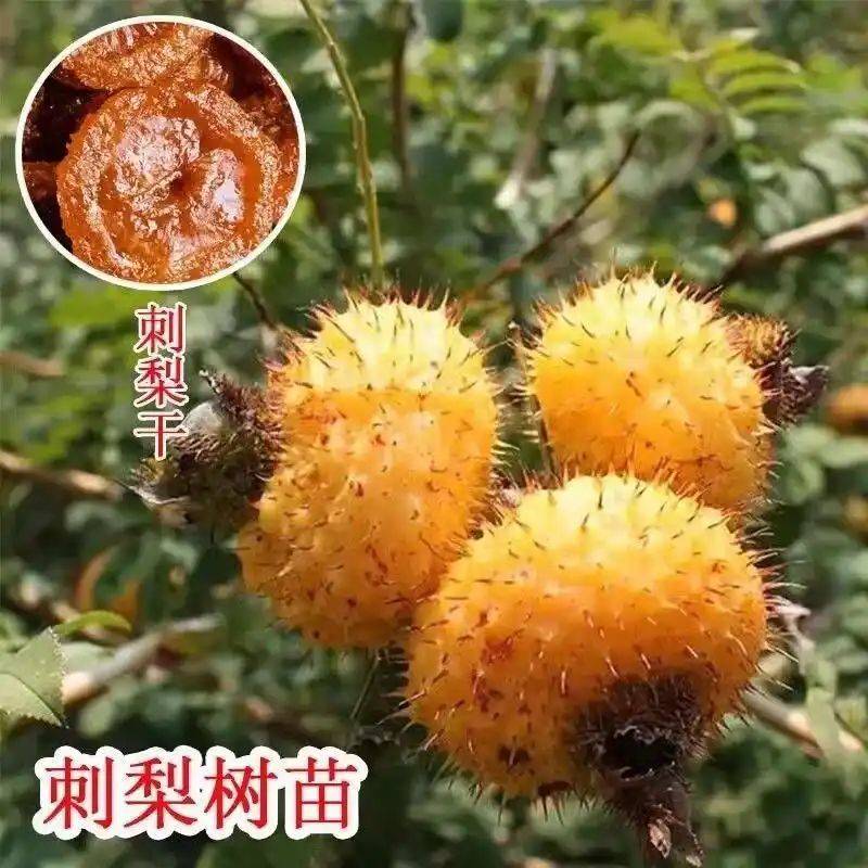 What kind of fruit tree does guizhou grow