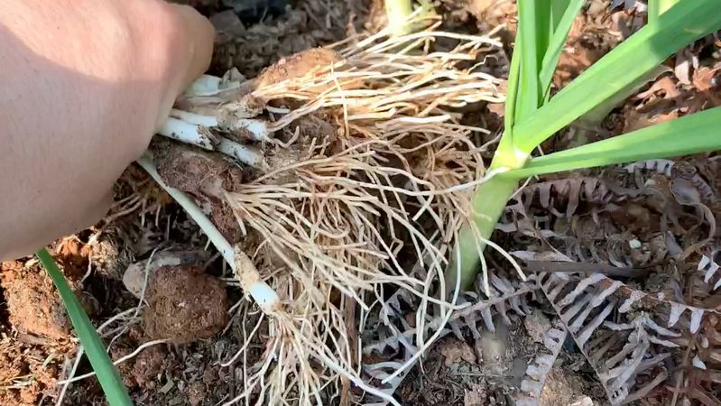 青蒜苗种植技术