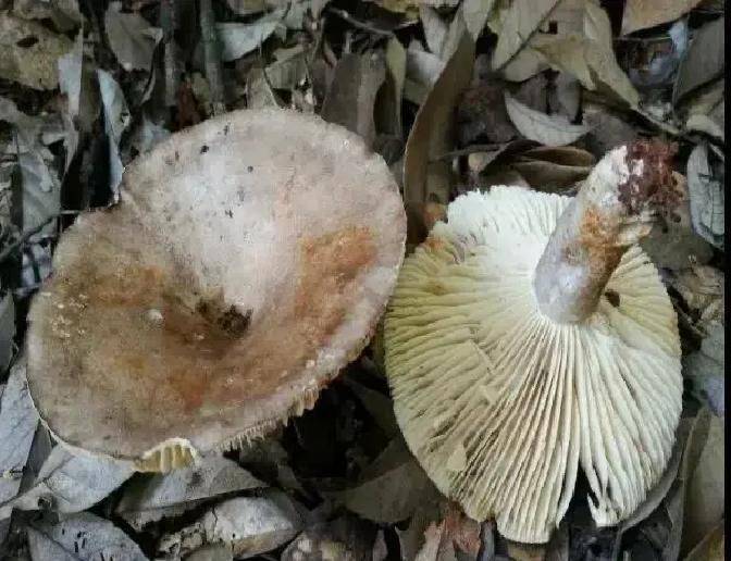 Home farming methods for mushrooms