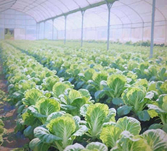 Video on cabbage growing techniques