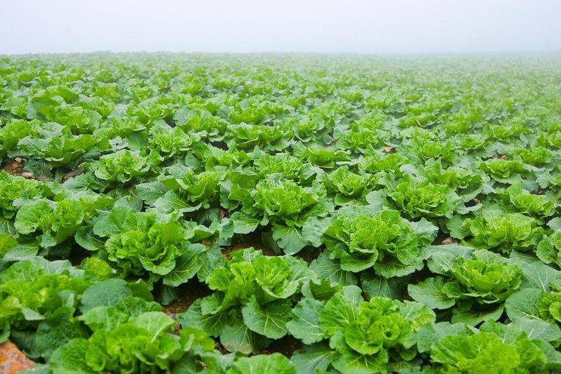 Video on cabbage growing techniques