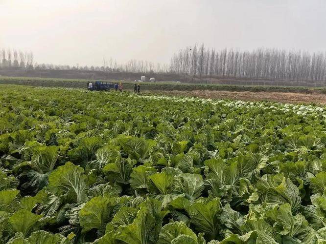 Video on cabbage growing techniques
