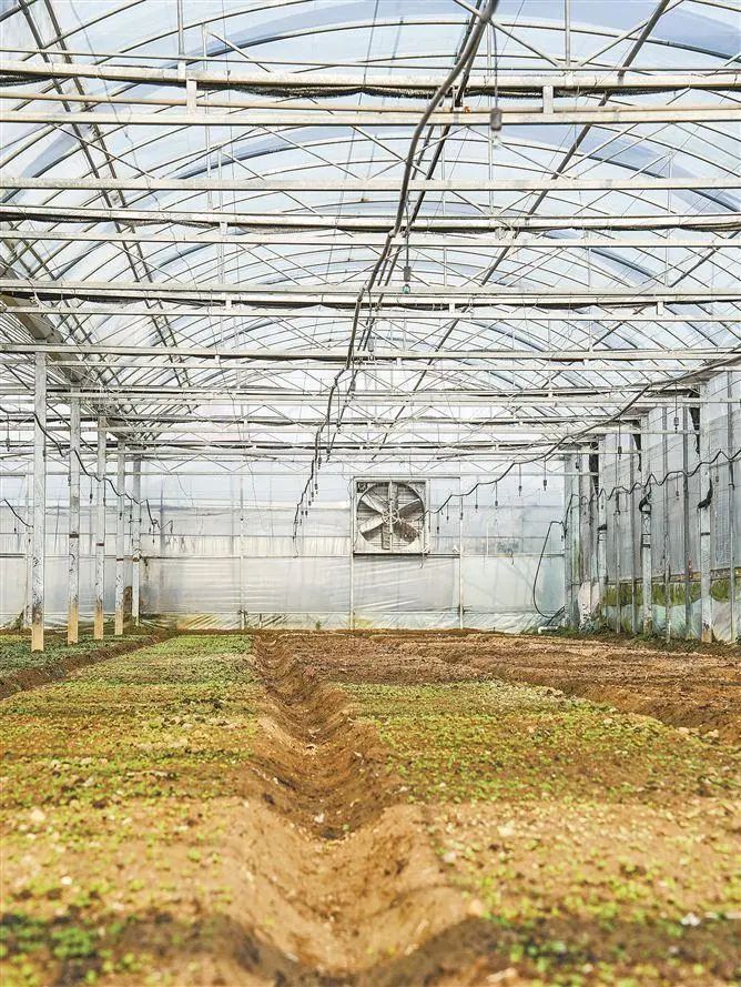 大棚西瓜种植技术大全