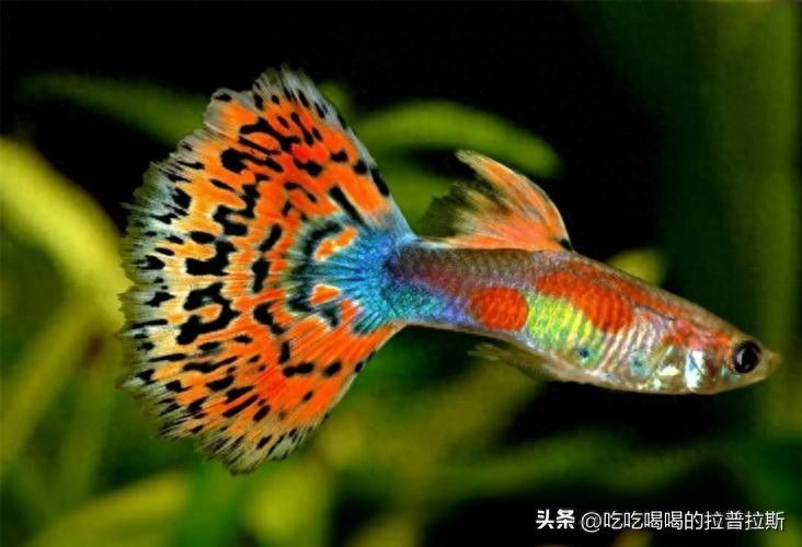 水草莫斯的种植技术