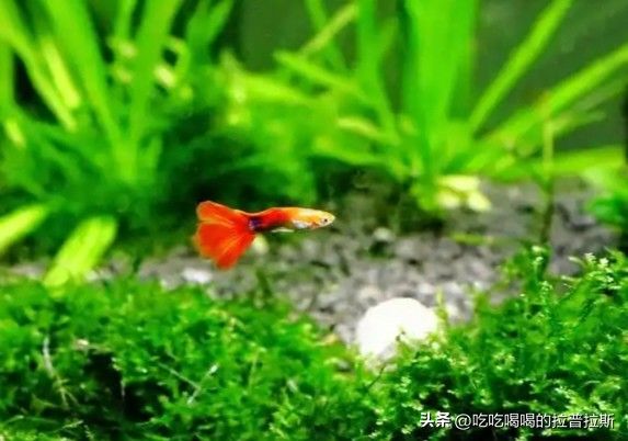 水草莫斯的种植技术