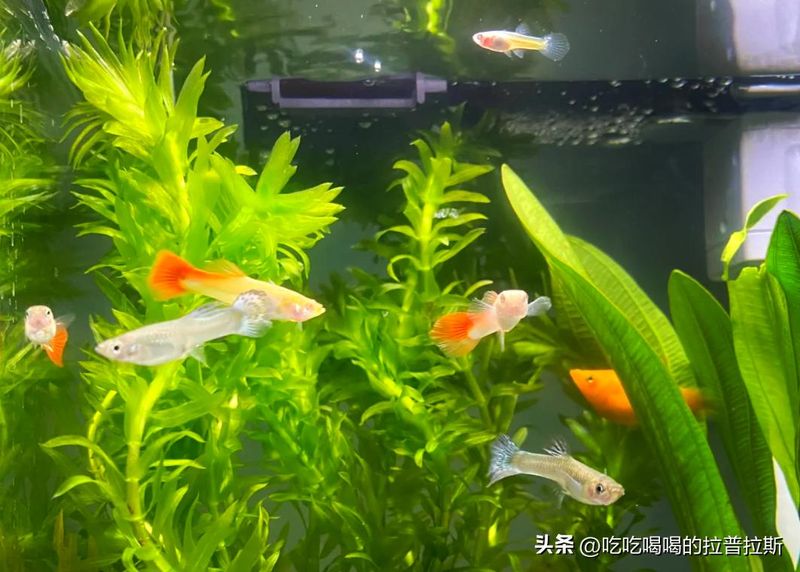 水草莫斯的种植技术