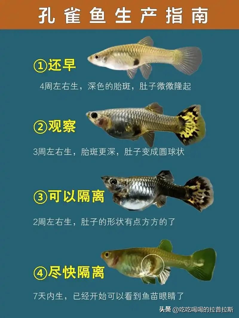 水草莫斯的种植技术