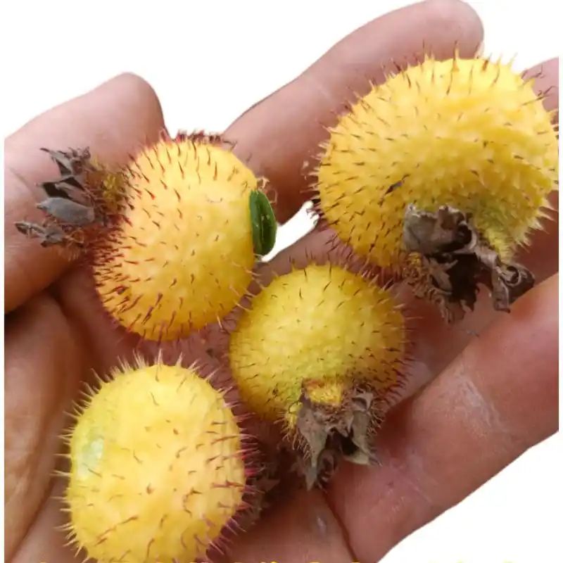 贵州适合种植什么果树