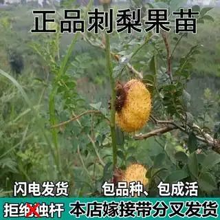 贵州适合种植什么果树