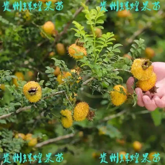 贵州适合种植什么果树