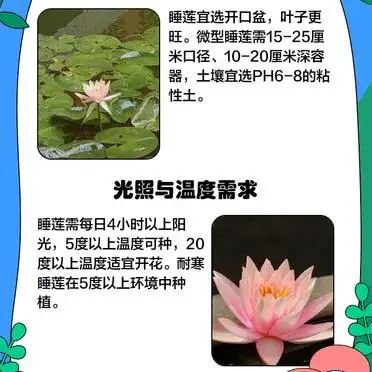 睡莲花的种植方法