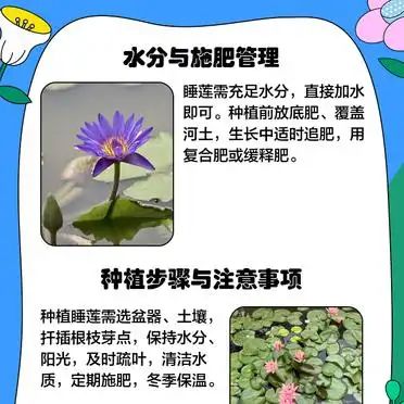 睡莲花的种植方法