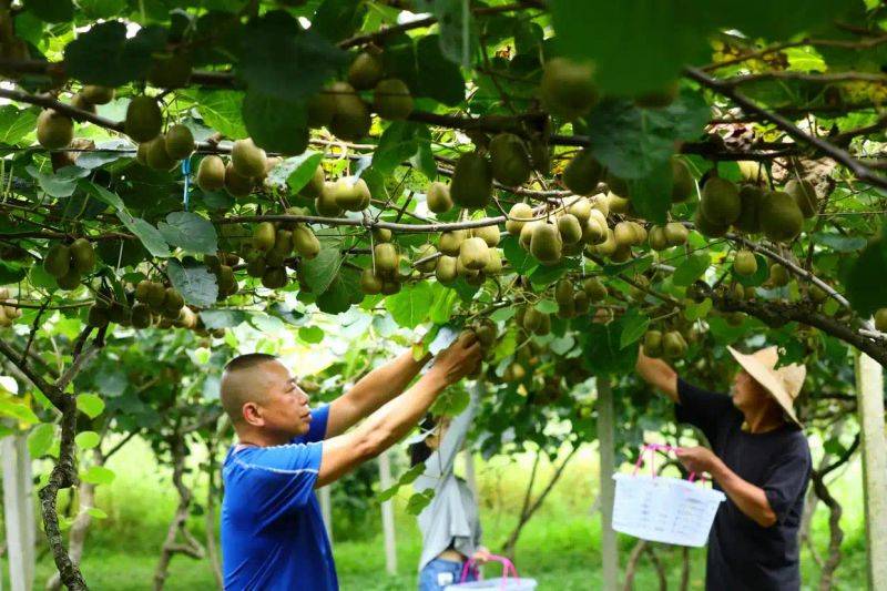 What kind of fruit tree does guizhou grow