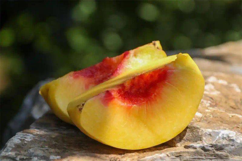 What kind of fruit tree does guizhou grow