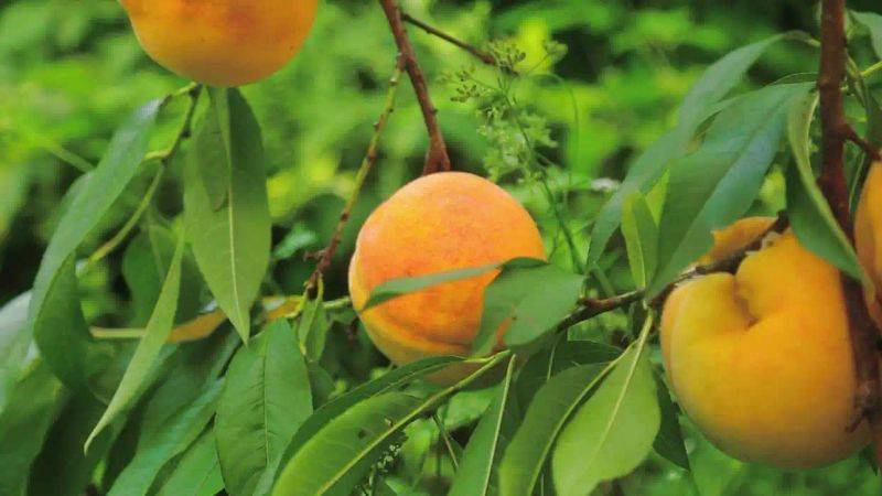 What kind of fruit tree does guizhou grow