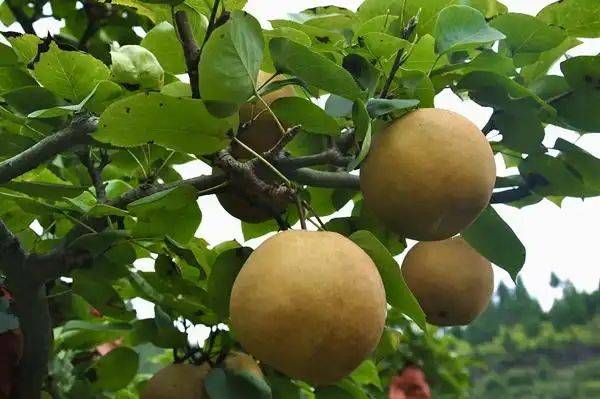 What kind of fruit tree does guizhou grow