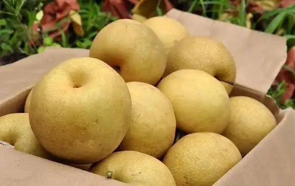 What kind of fruit tree does guizhou grow