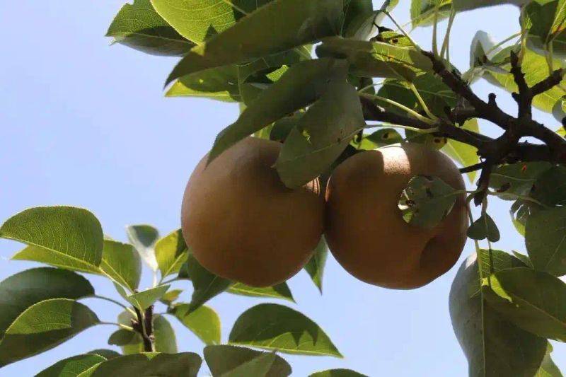 What kind of fruit tree does guizhou grow