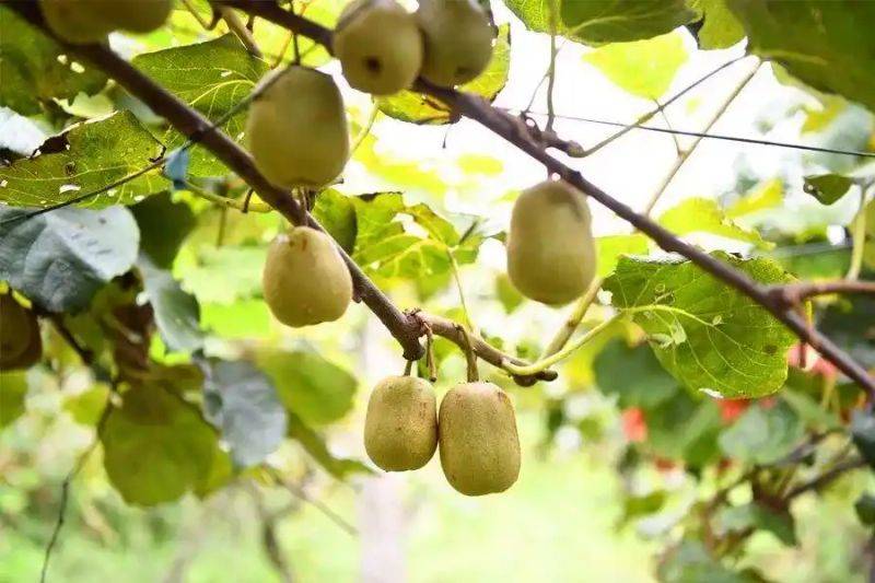 What kind of fruit tree does guizhou grow