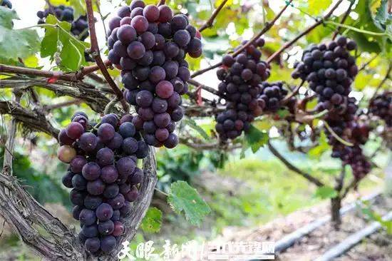 What kind of fruit tree does guizhou grow