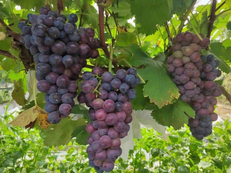 What kind of fruit tree does guizhou grow