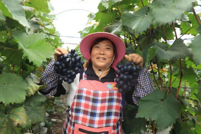 What kind of fruit tree does guizhou grow