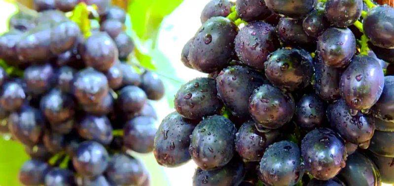 What kind of fruit tree does guizhou grow