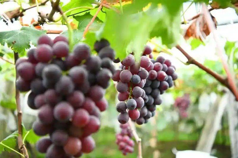 What kind of fruit tree does guizhou grow