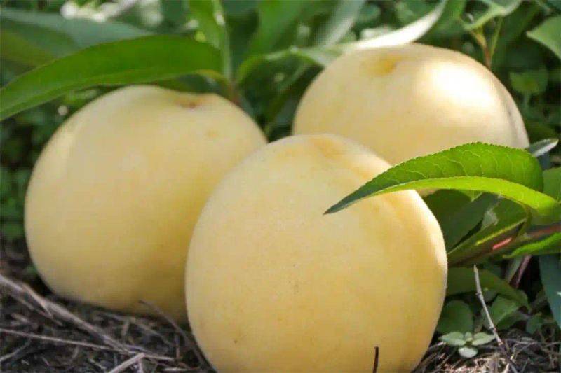 What kind of fruit tree does guizhou grow