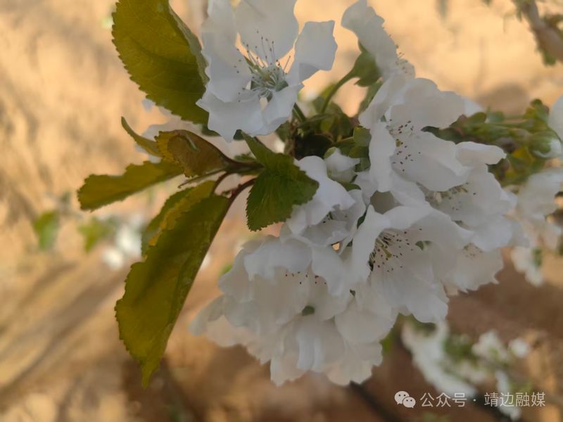 大棚樱桃种植技术