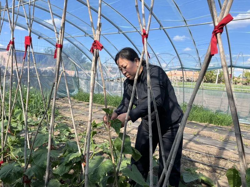 彭州软叶大蒜种植技术