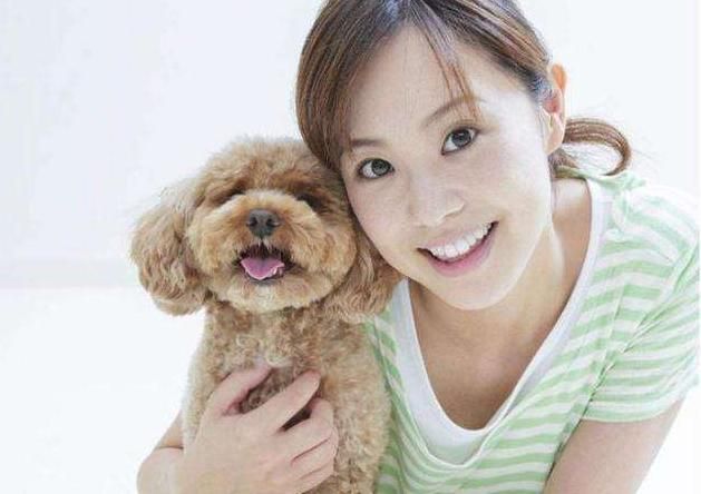 宠物狗泰迪价格