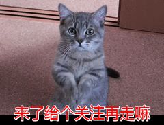 宠物狗泰迪价格