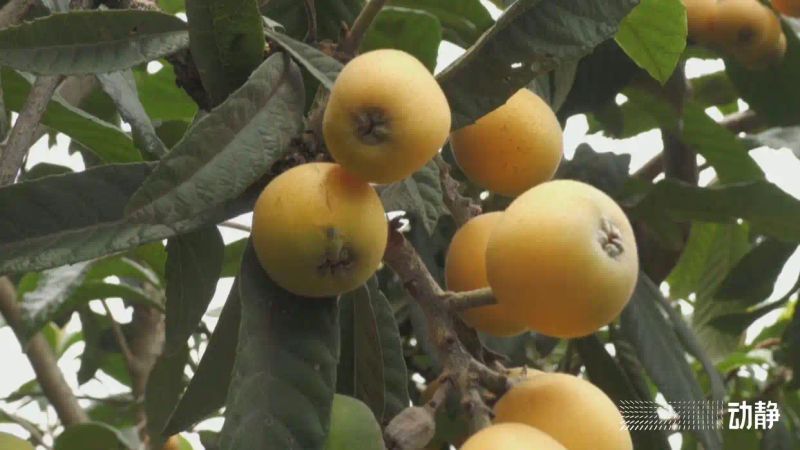 贵州适合种植什么果树