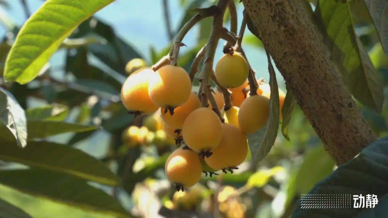 贵州适合种植什么果树