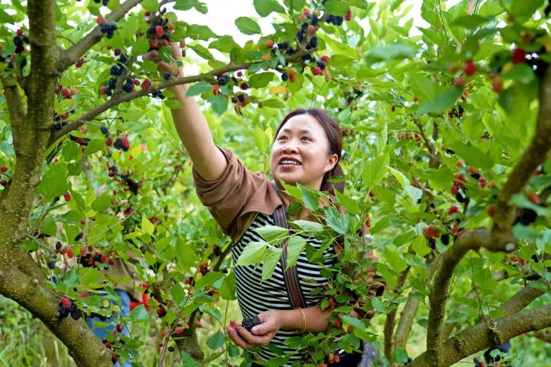 贵州适合种植什么果树