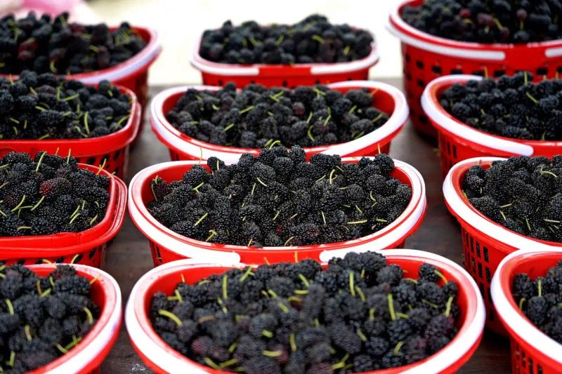 贵州适合种植什么果树