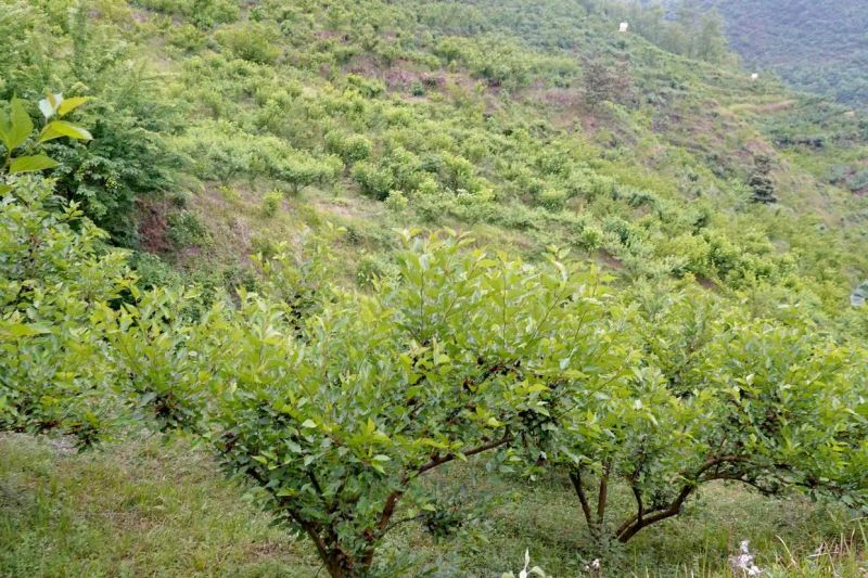 贵州适合种植什么果树