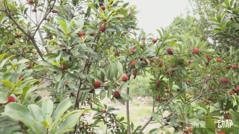 贵州适合种植什么果树