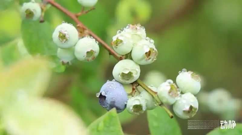 贵州适合种植什么果树
