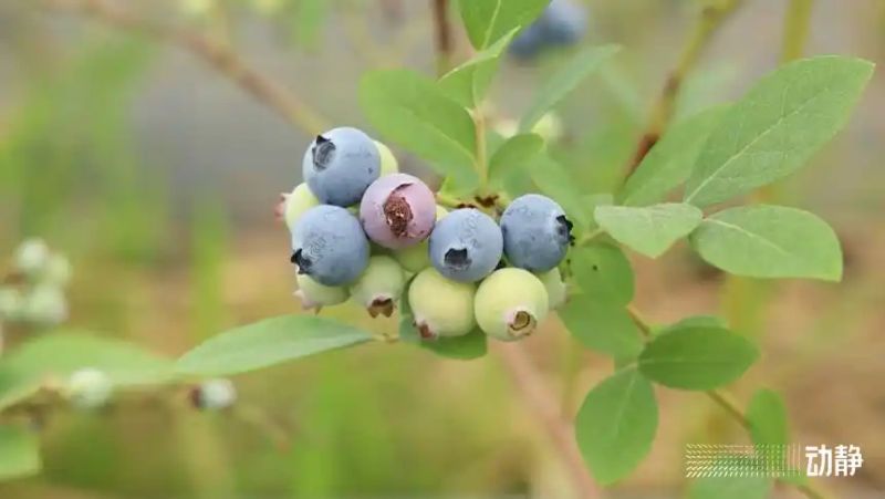 贵州适合种植什么果树