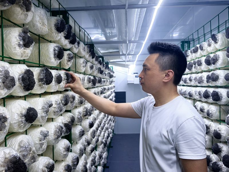 平菇的家庭种植方法