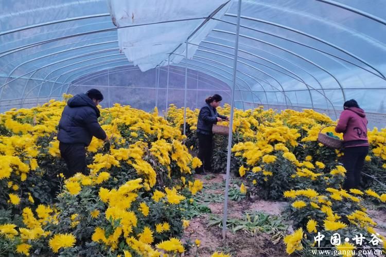金丝皇菊种植技术