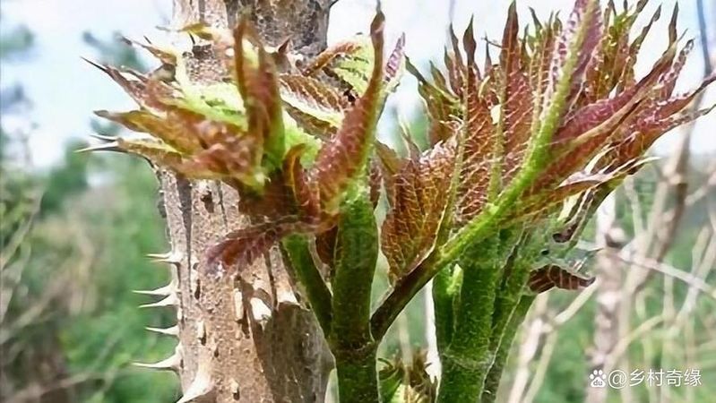 刺嫩芽种植技术